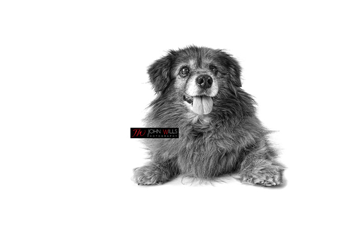 Guelph Pet Photographers